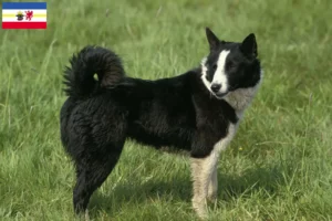 Read more about the article Karelian Bear Dog breeders and puppies in Mecklenburg-Vorpommern