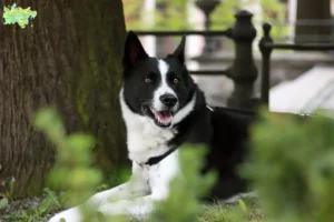 Read more about the article Karelian Bear Dog breeder and puppies in Midtjylland