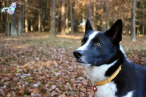 Read more about the article Karelian Bear Dog breeders and puppies in North Jutland