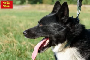 Read more about the article Karelian Bear Dog breeders and puppies in Normandy