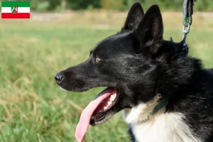 Read more about the article Karelian Bear Dog breeders and puppies in North Rhine-Westphalia