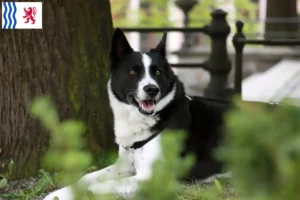 Read more about the article Karelian Bear Dog breeders and puppies in Nouvelle-Aquitaine