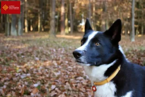 Read more about the article Karelian Bear Dog breeders and puppies in Occitania