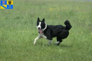 Read more about the article Karelian Bear Dog breeder and puppies in Olomouc