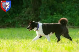 Read more about the article Karelian Bear Dog breeders and puppies in Pays de la Loire