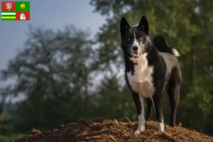 Read more about the article Karelian Bear Dog breeder and puppies in Pilsen