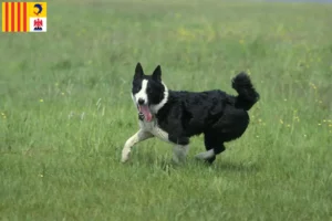 Read more about the article Karelian Bear Dog breeders and puppies in Provence-Alpes-Côte d’Azur