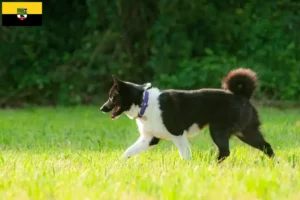 Read more about the article Karelian Bear Dog breeders and puppies in Saxony-Anhalt