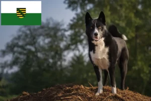 Read more about the article Karelian Bear Dog breeders and puppies in Saxony