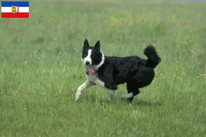 Read more about the article Karelian Bear Dog breeders and puppies in Schleswig-Holstein