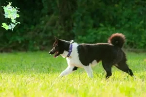 Read more about the article Karelian Bear Dog breeders and puppies in Sjælland