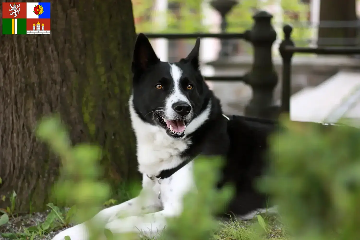 Read more about the article Karelian Bear Dog breeders and puppies in South Bohemia