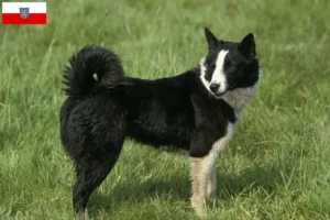 Read more about the article Karelian Bear Dog breeders and puppies in Thuringia