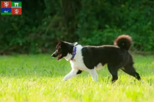 Read more about the article Karelian Bear Dog breeder and puppies in Ústí