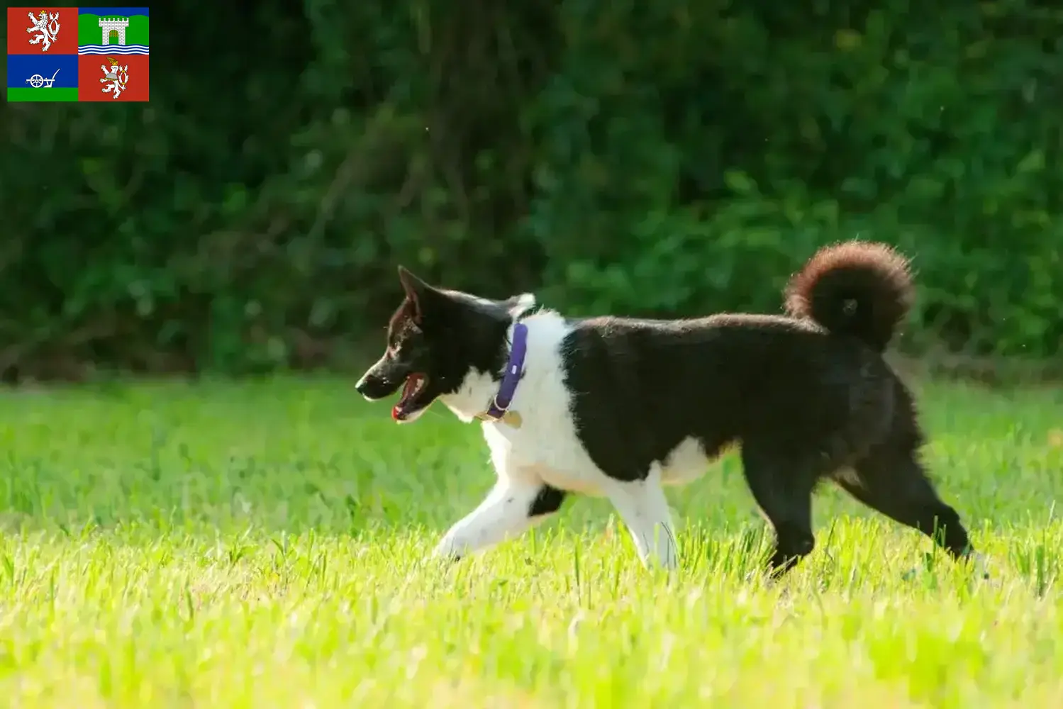 Read more about the article Karelian Bear Dog breeder and puppies in Ústí