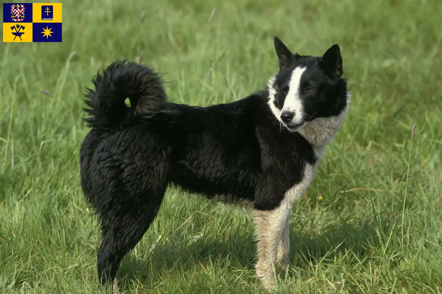 Read more about the article Karelian Bear Dog breeder and puppies in Zlín