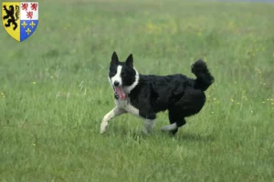 Read more about the article Karelian Bear Dog breeders and puppies in Hauts-de-France