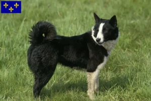 Read more about the article Karelian Bear Dog breeders and puppies in Île-de-France