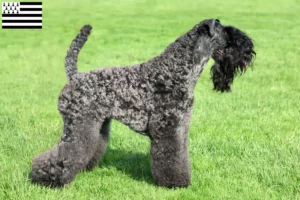 Read more about the article Kerry Blue Terrier breeders and puppies in Brittany