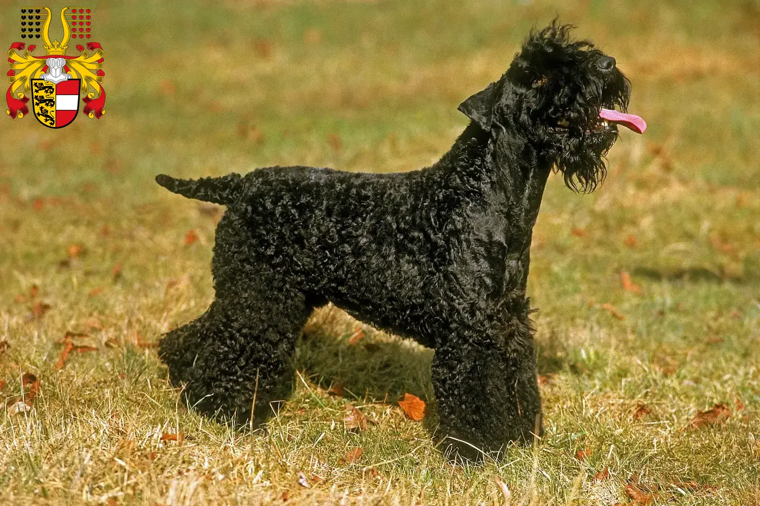 Read more about the article Kerry Blue Terrier breeders and puppies in Carinthia