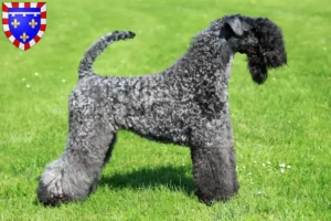 Read more about the article Kerry Blue Terrier breeders and puppies in Centre-Val de Loire