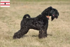 Read more about the article Kerry Blue Terrier breeders and puppies in Drenthe