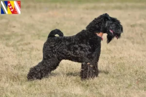Read more about the article Kerry Blue Terrier breeders and puppies in Grand Est