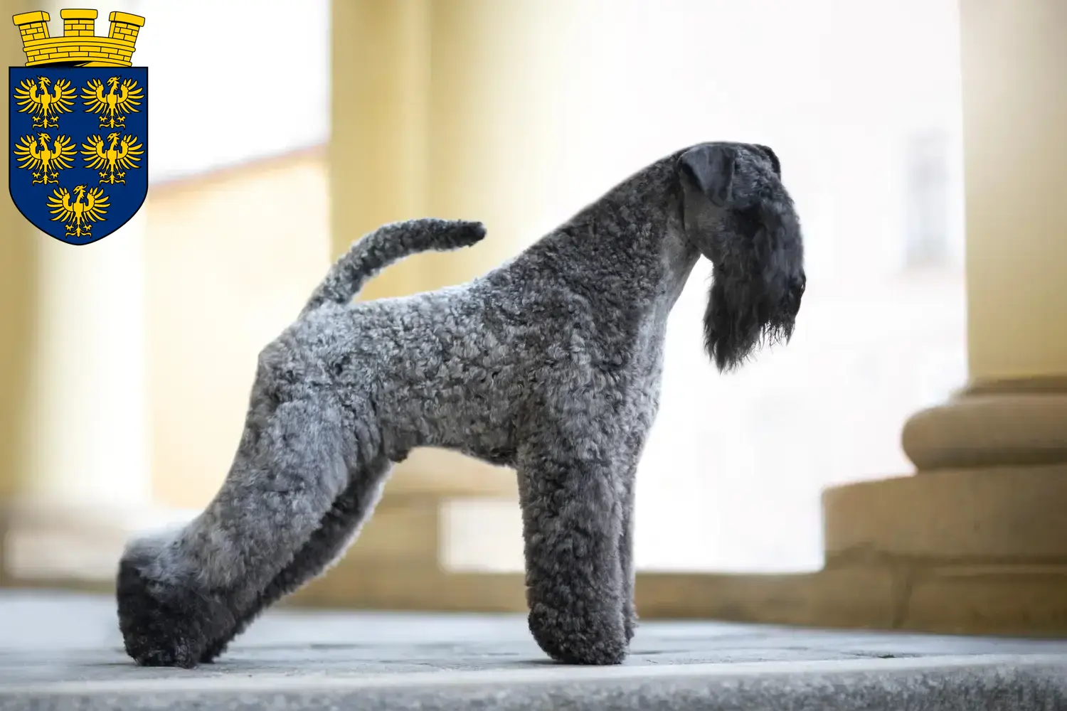 Read more about the article Kerry Blue Terrier breeders and puppies in Lower Austria