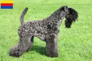 Read more about the article Kerry Blue Terrier breeders and puppies in North Holland