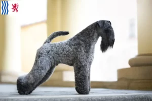 Read more about the article Kerry Blue Terrier breeders and puppies in Nouvelle-Aquitaine