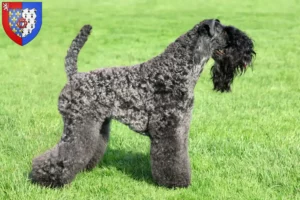 Read more about the article Kerry Blue Terrier breeders and puppies in Pays de la Loire