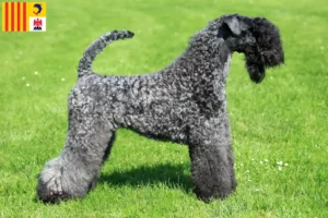 Read more about the article Kerry Blue Terrier breeders and puppies in Provence-Alpes-Côte d’Azur