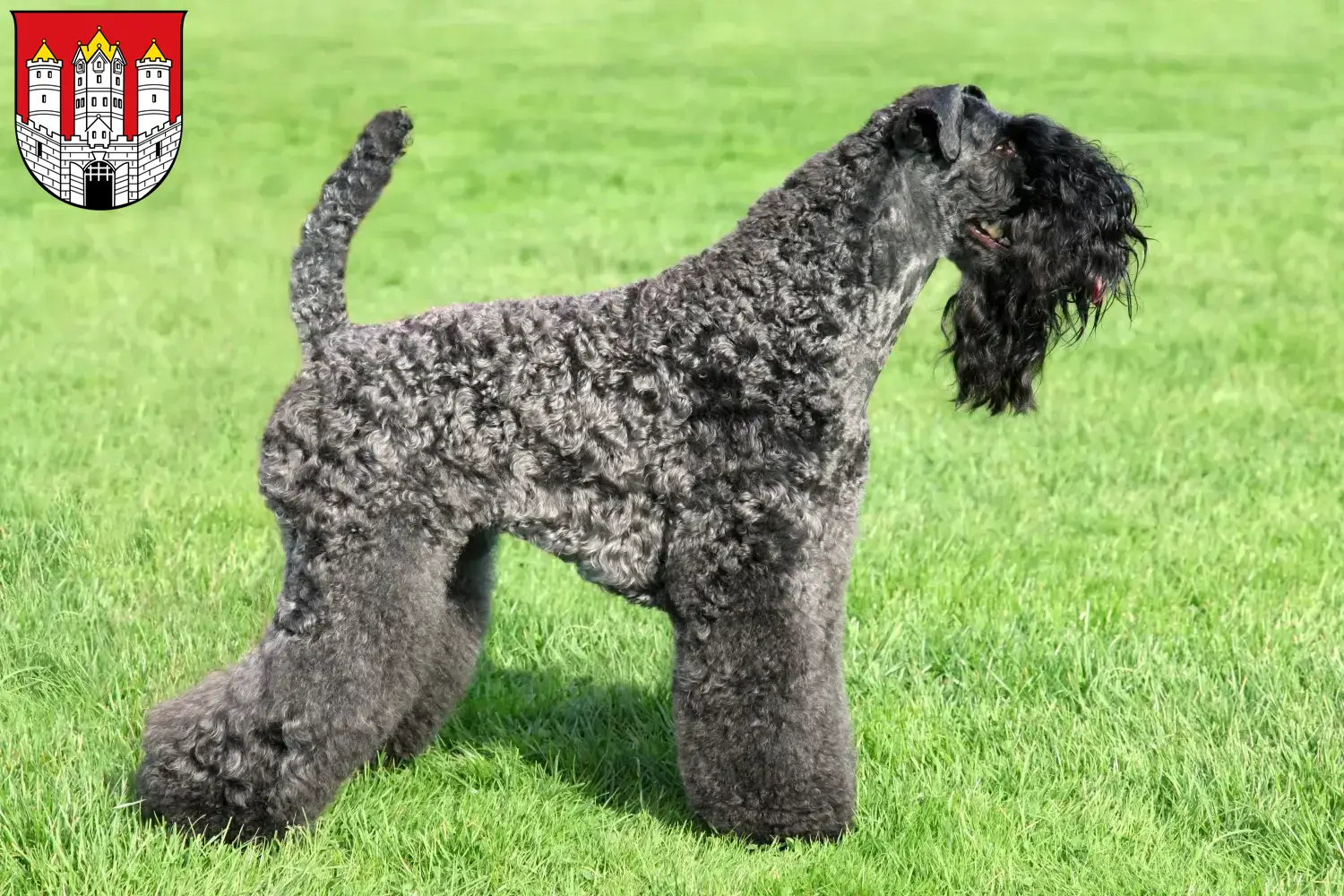 Read more about the article Kerry Blue Terrier breeders and puppies in Salzburg