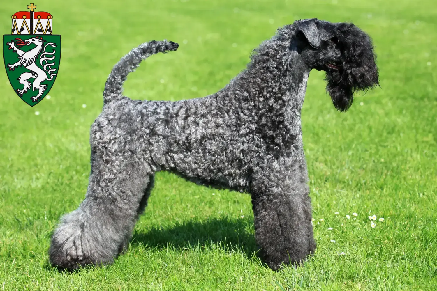 Read more about the article Kerry Blue Terrier breeders and puppies in Styria