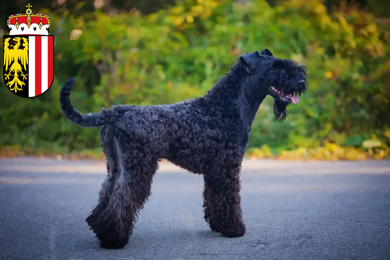 Read more about the article Kerry Blue Terrier breeders and puppies in Upper Austria