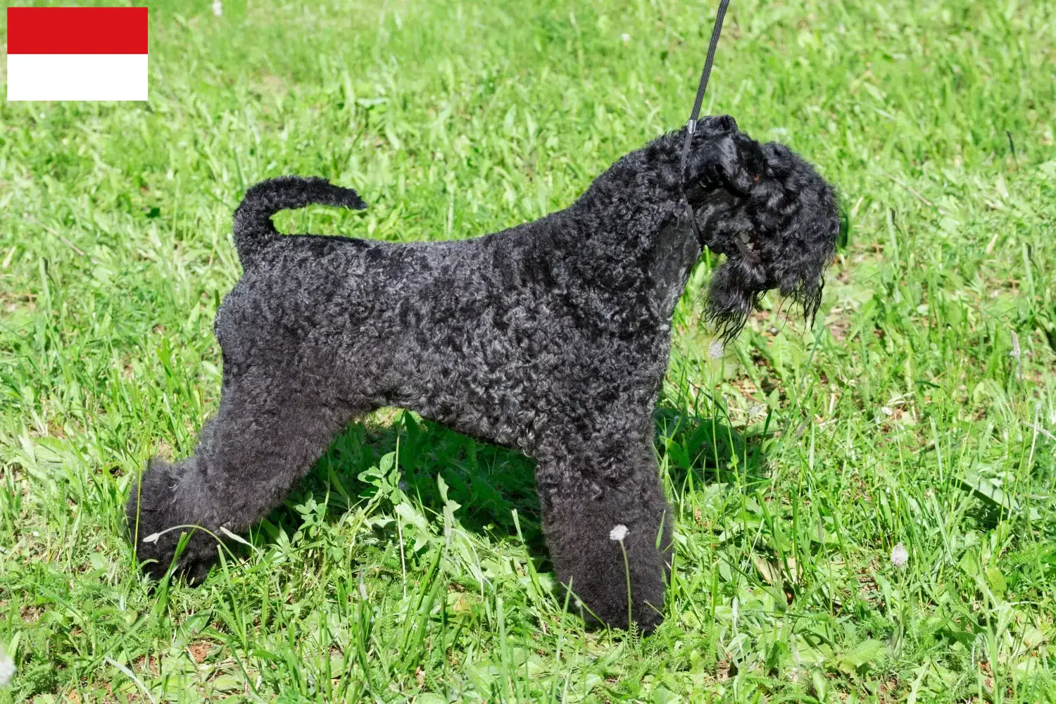 Read more about the article Kerry Blue Terrier breeders and puppies in Vienna