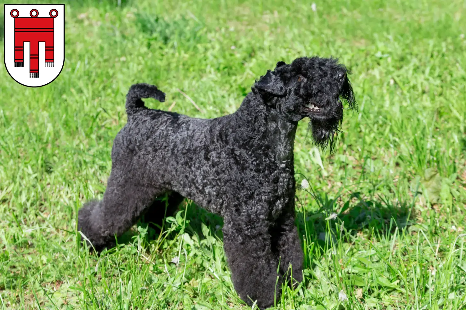 Read more about the article Kerry Blue Terrier breeders and puppies in Vorarlberg