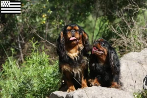 Read more about the article King Charles Spaniel breeders and puppies in Brittany