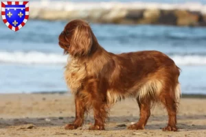 Read more about the article King Charles Spaniel breeders and puppies in Centre-Val de Loire