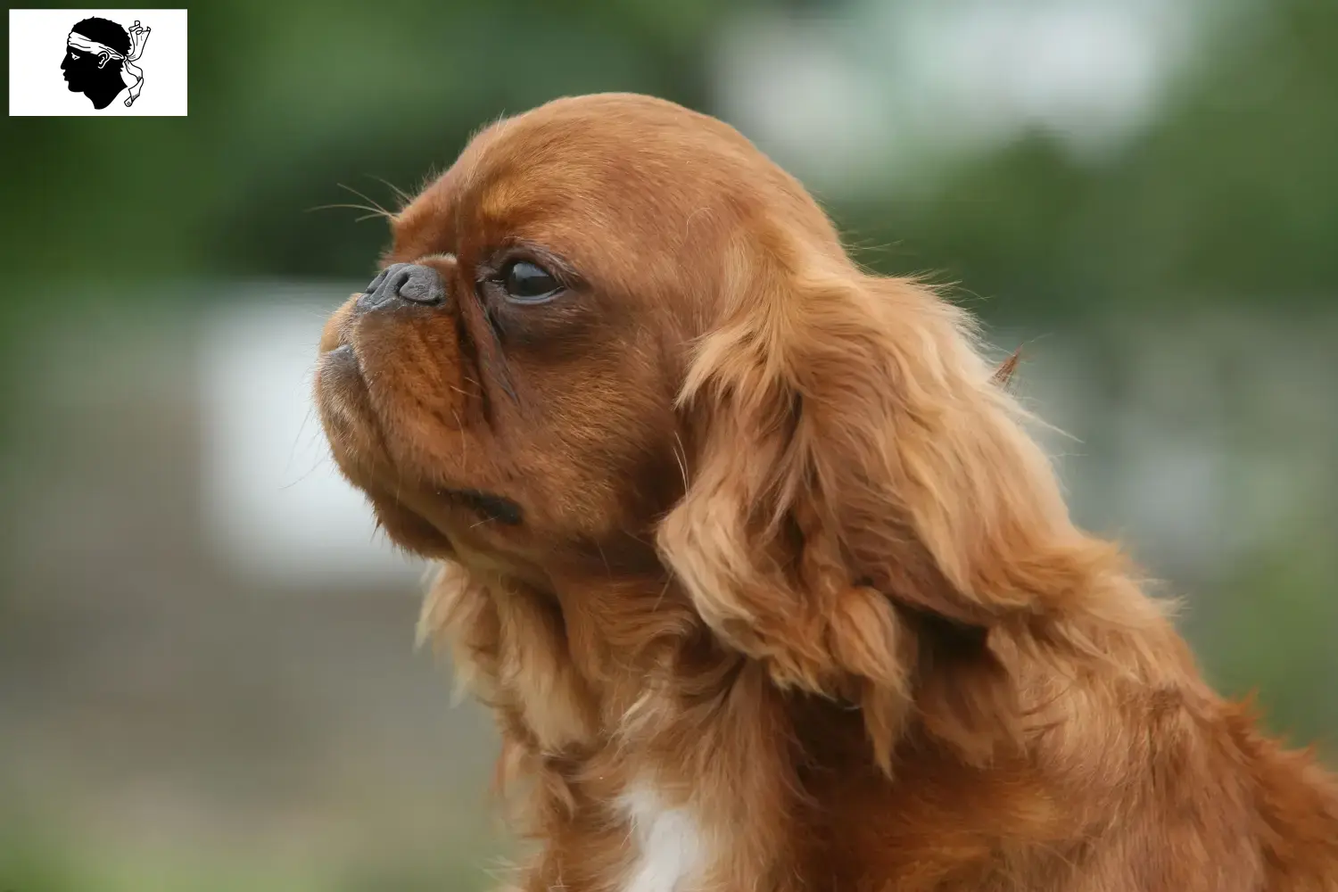 Read more about the article King Charles Spaniel breeders and puppies in Corsica