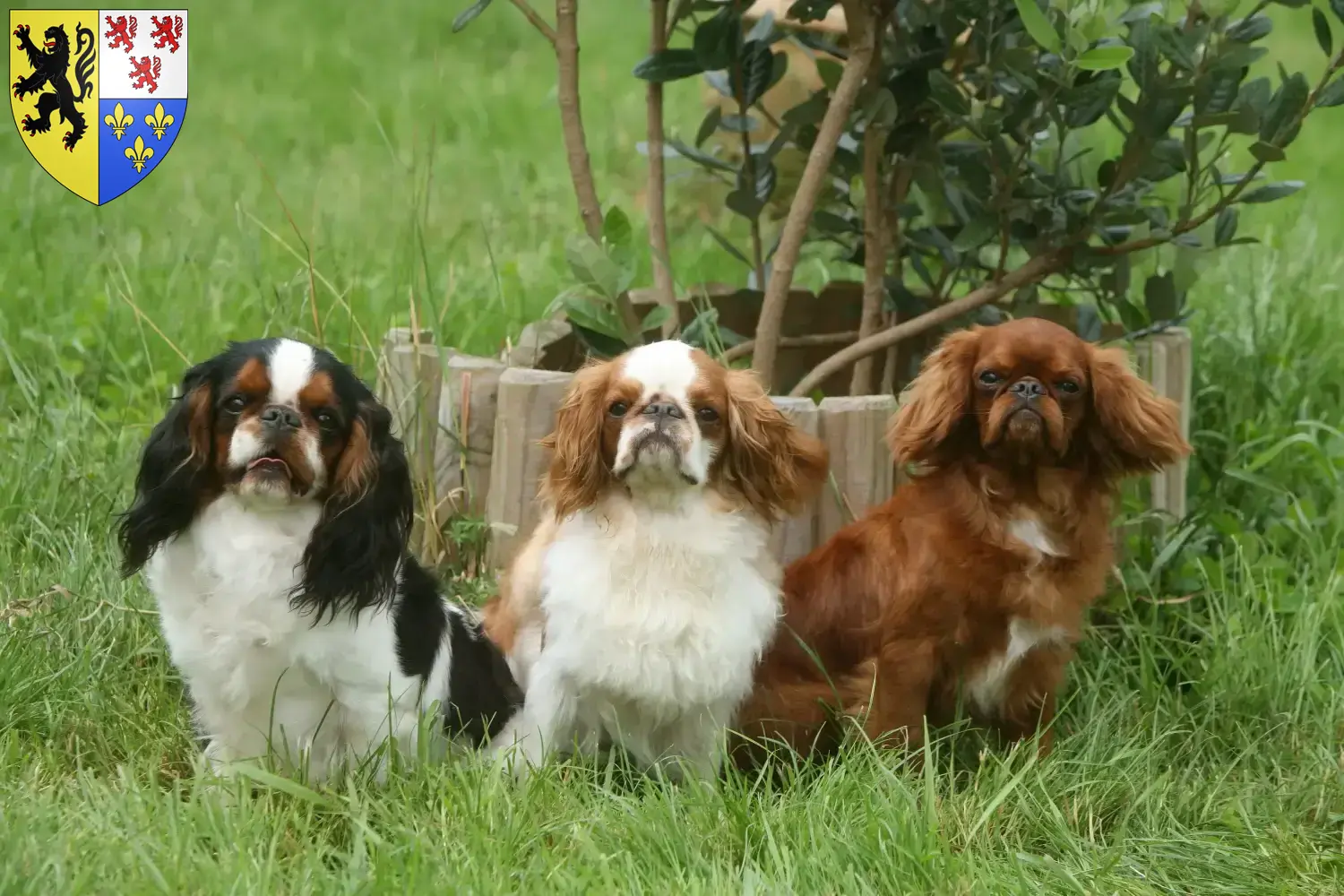 Read more about the article King Charles Spaniel breeders and puppies in Hauts-de-France