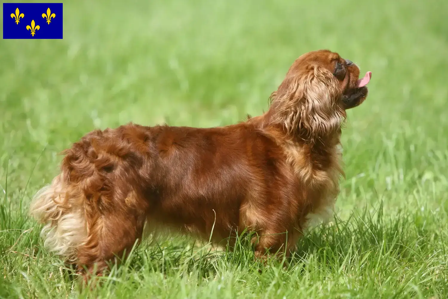 Read more about the article King Charles Spaniel breeders and puppies in Île-de-France