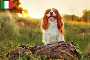 Read more about the article King Charles Spaniel breeders and puppies in Italy