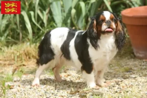 Read more about the article King Charles Spaniel breeders and puppies in Normandy