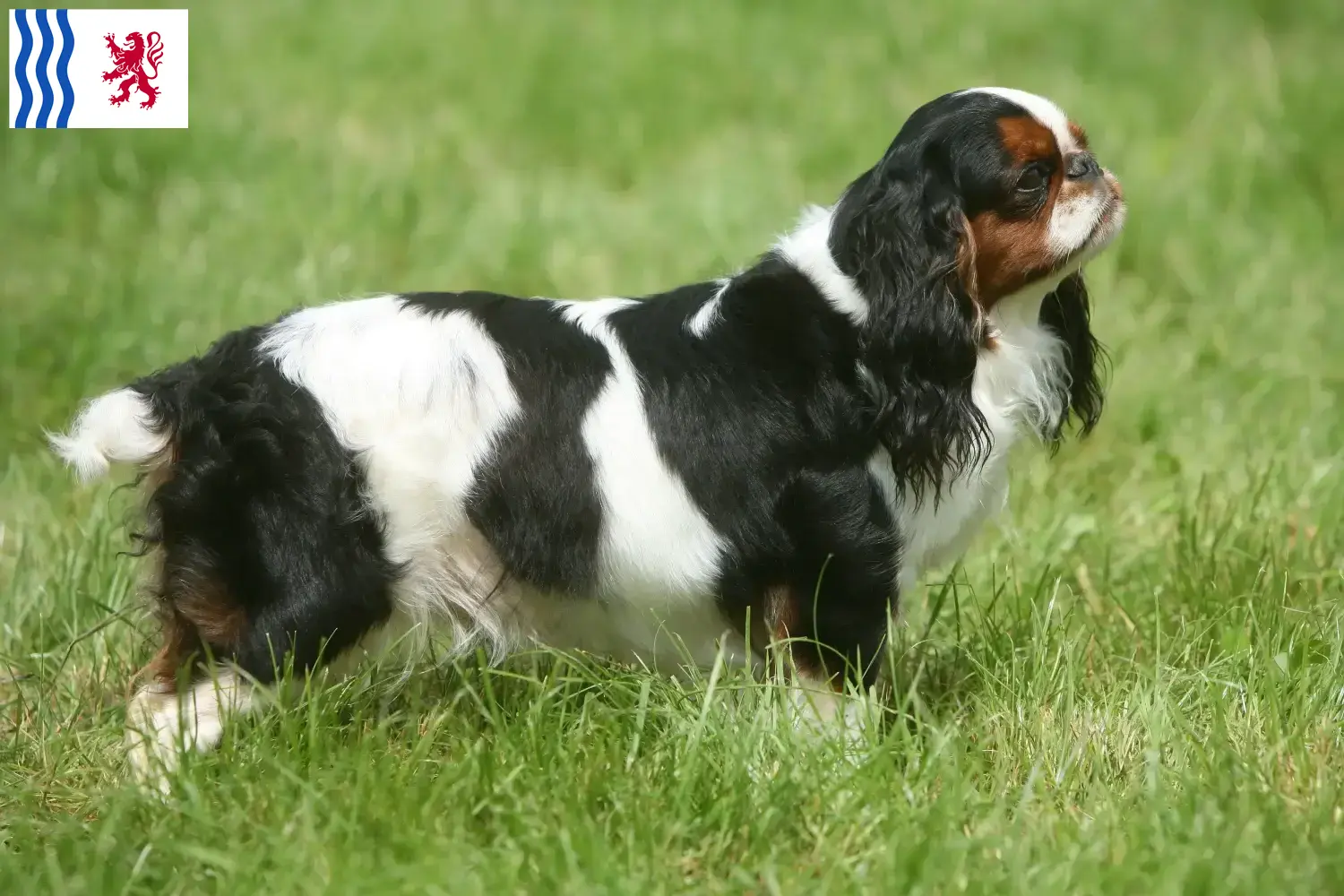 Read more about the article King Charles Spaniel breeders and puppies in Nouvelle-Aquitaine