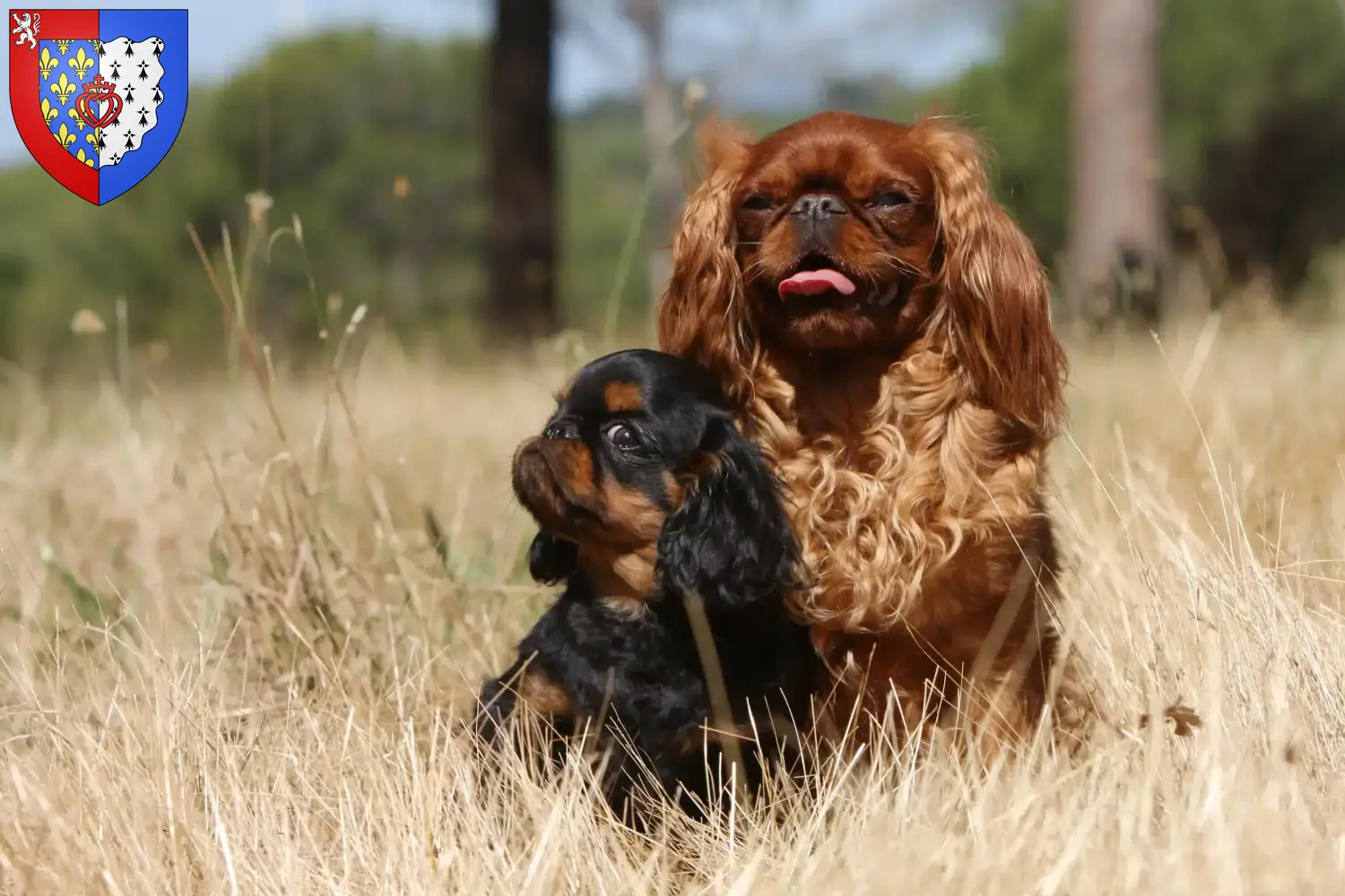 Read more about the article King Charles Spaniel breeders and puppies in Pays de la Loire