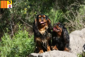Read more about the article King Charles Spaniel breeders and puppies in Provence-Alpes-Côte d’Azur