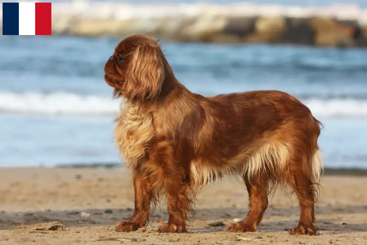 Read more about the article King Charles Spaniel breeders and puppies in Réunion