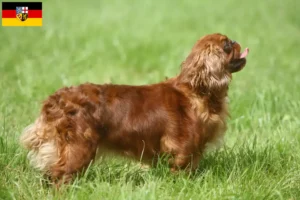 Read more about the article King Charles Spaniel breeders and puppies in Saarland