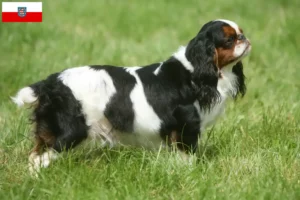 Read more about the article King Charles Spaniel breeders and puppies in Thuringia